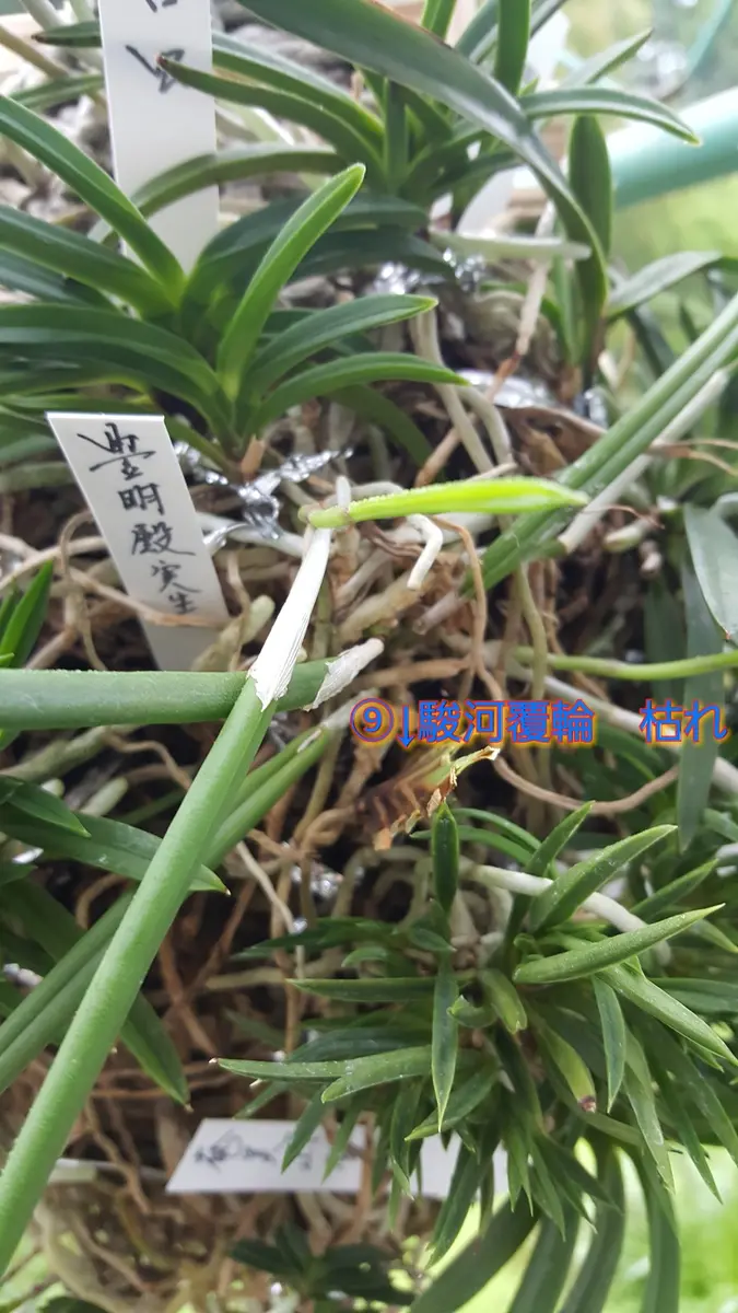 平成30年富貴蘭群生⑨駿河覆輪の現状｜園芸日記by凛桜ﾊﾟﾊﾟ｜みんなの