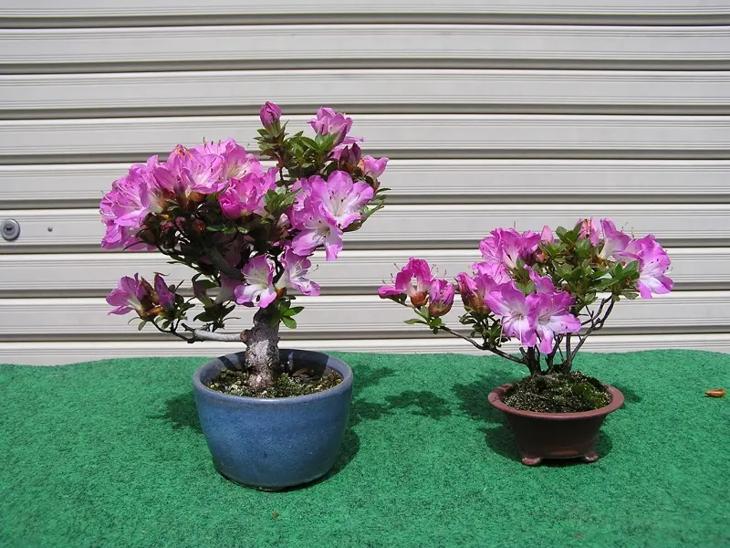 盆栽のツツジが満開です。｜園芸日記byたっちゃん｜みんなの趣味の園芸