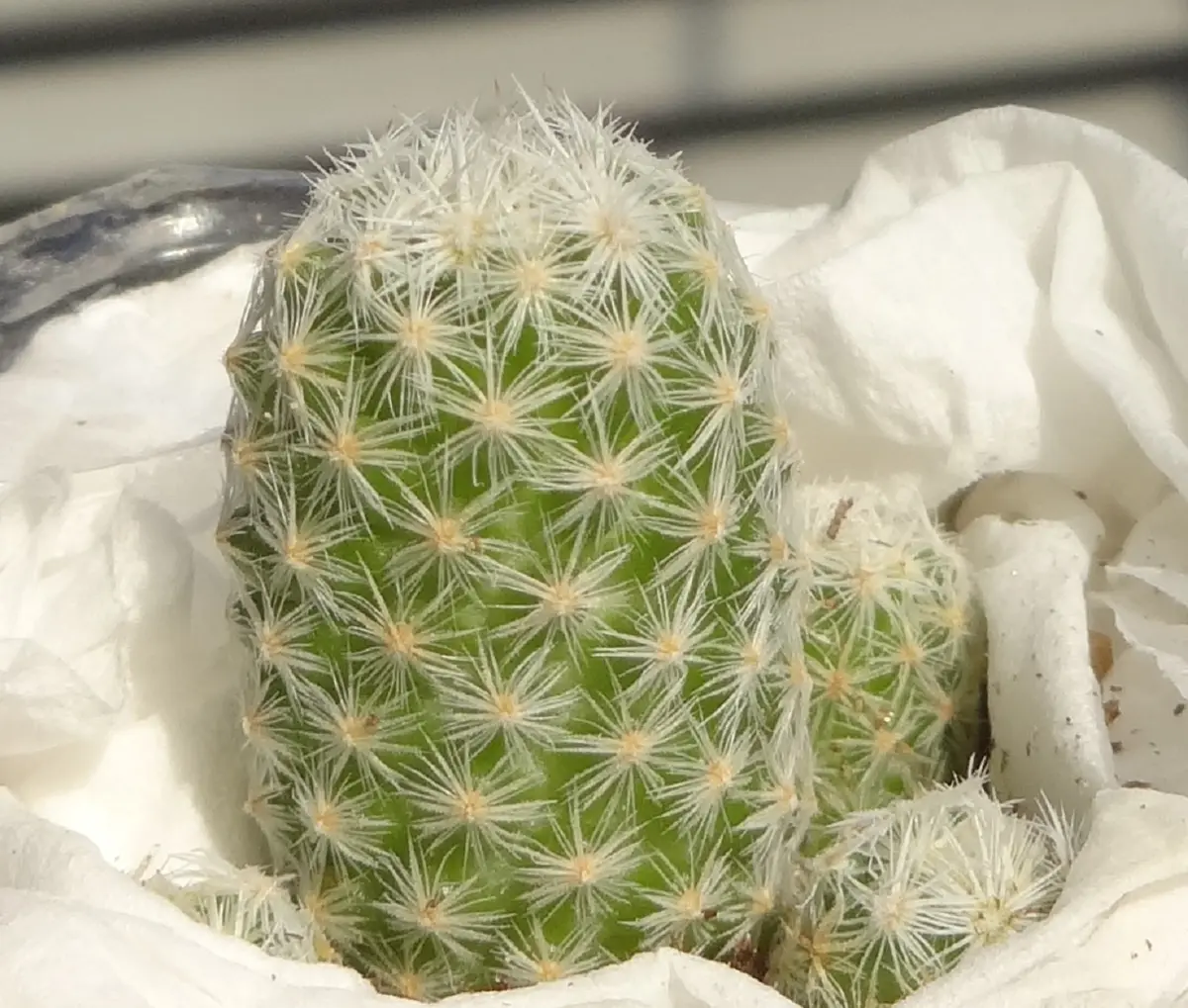 エスコバリア・ミニマ なーんか違うんだよねー？｜園芸日記byア