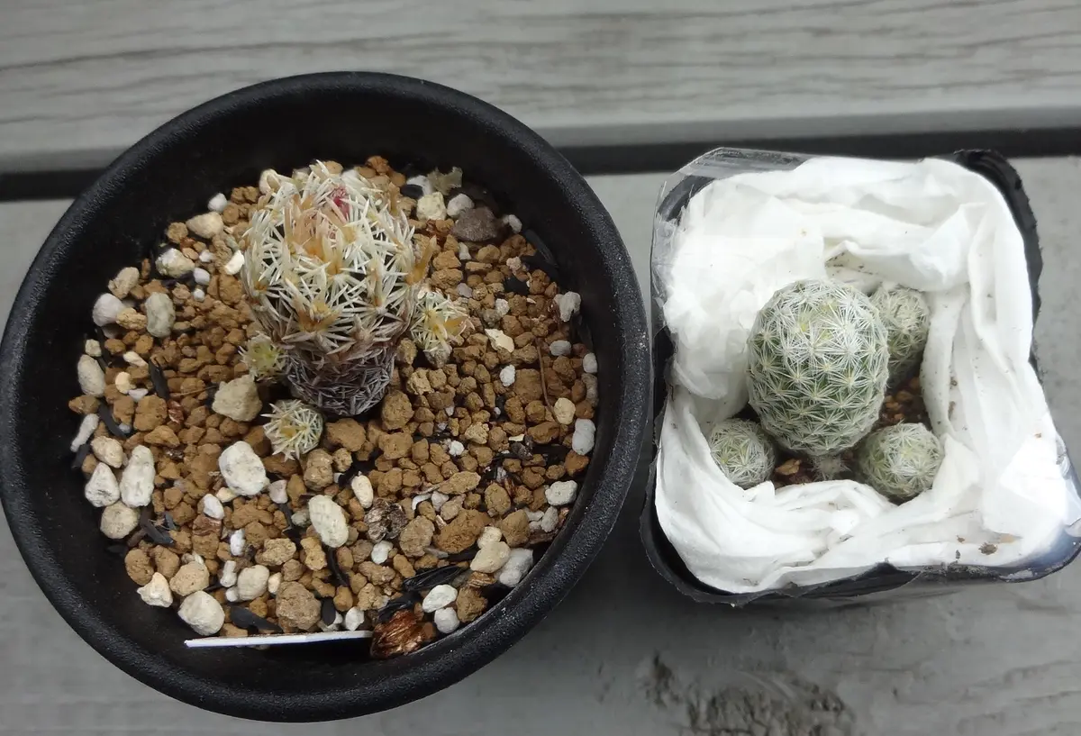 エスコバリア・ミニマ なーんか違うんだよねー？｜園芸日記byア