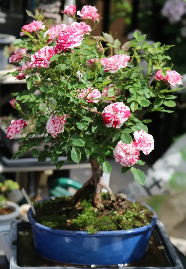 ミニバラ盆栽｜園芸日記byみなみ｜みんなの趣味の園芸｜467709