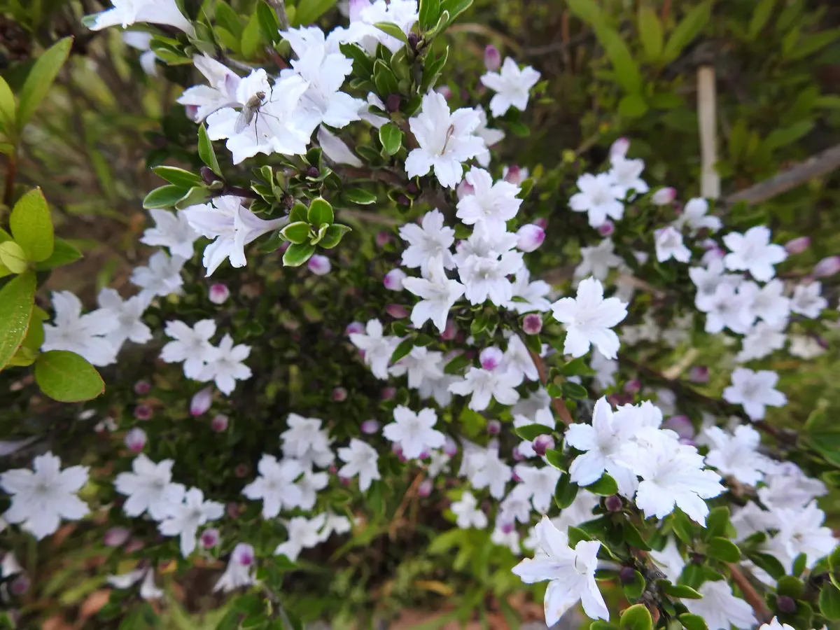 5月12日卯の花匂う、夏は来ぬ〔写真3枚目〕-アサリナさんの日記|みんなの趣味の園芸2018/05/12