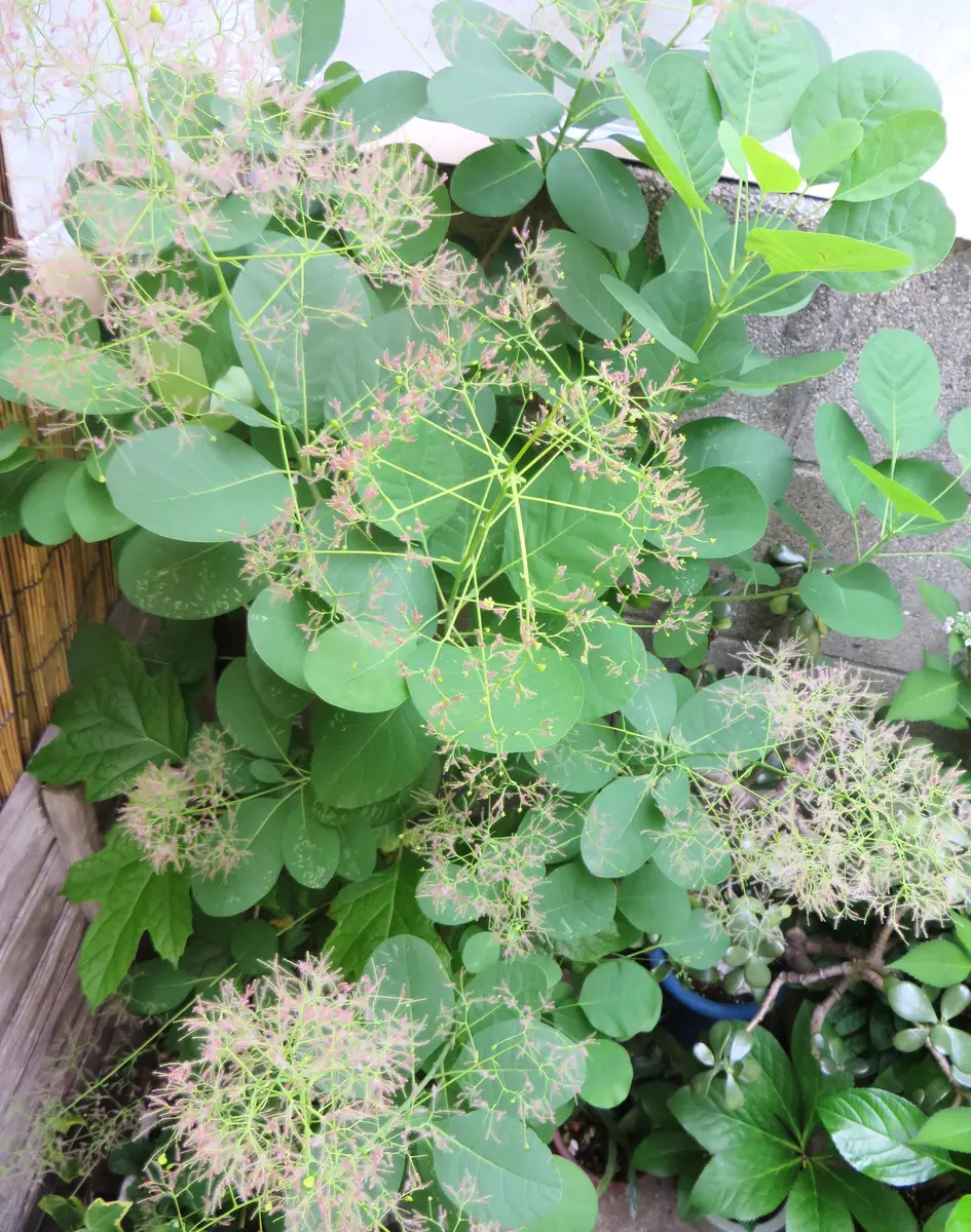 人気 ブランド チェック 満開のスモークツリー｜園芸日記by姫めだか｜みんなの趣味の園芸 花束・切花