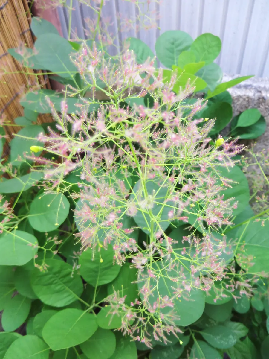 満開のスモークツリー｜園芸日記by姫めだか｜みんなの趣味の園芸