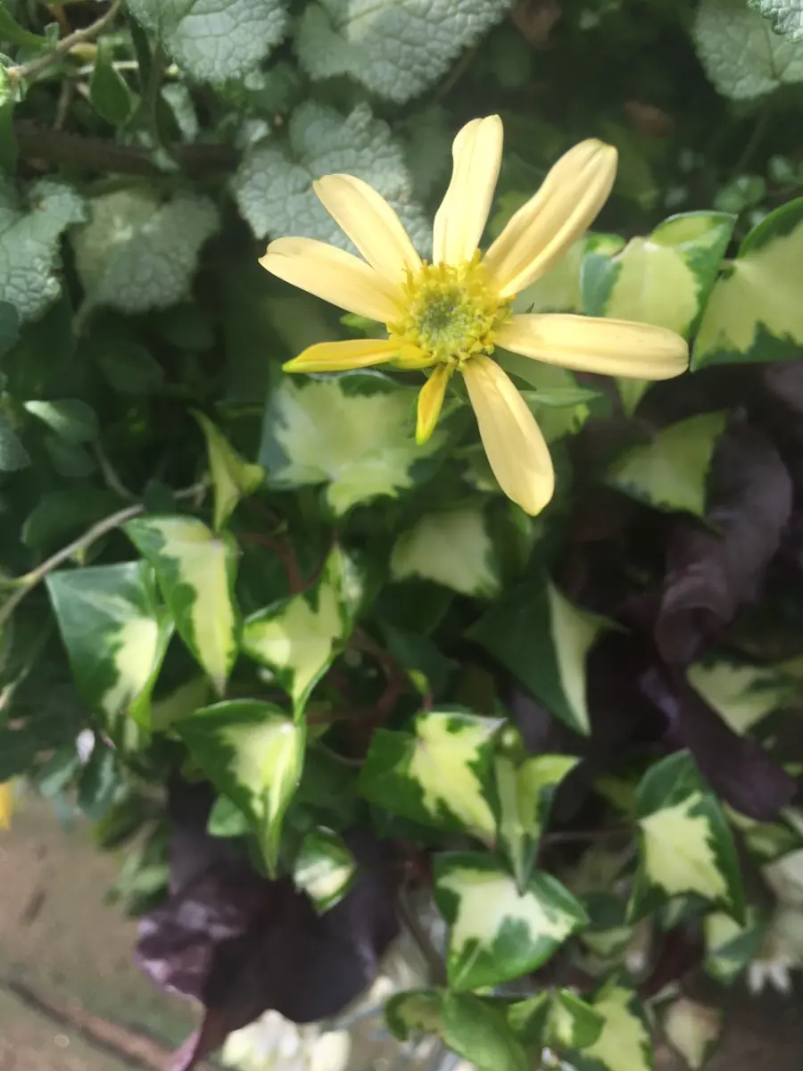 マーガレットアイビー｜園芸日記byキョンシー｜みんなの趣味の園芸