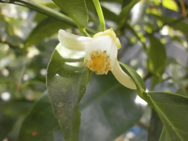柑橘類の花｜園芸日記byオランジュリー｜みんなの趣味の園芸｜470104