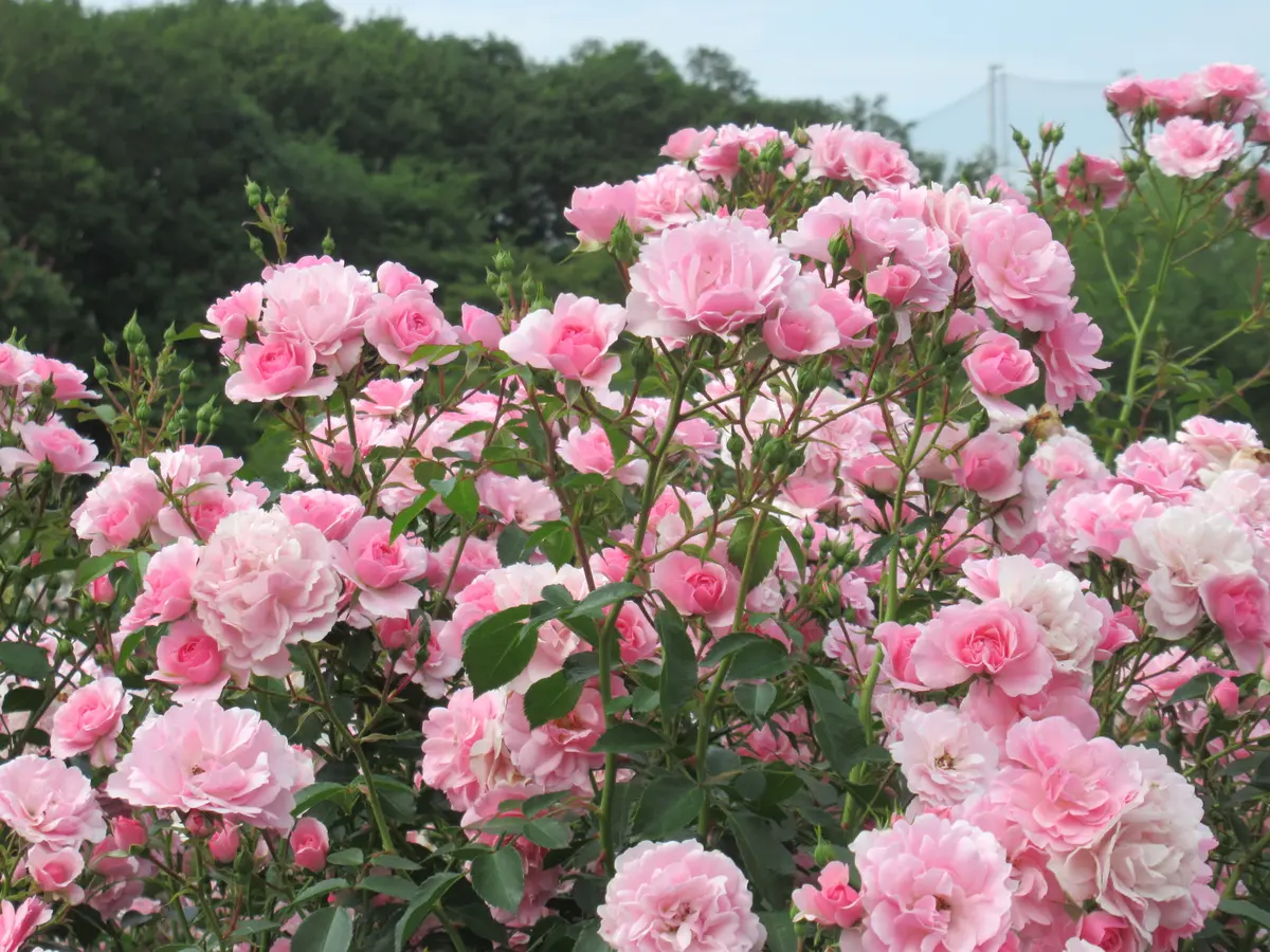 ち～～散歩 その262～K成バラ園 2～｜園芸日記byち~~｜みんなの