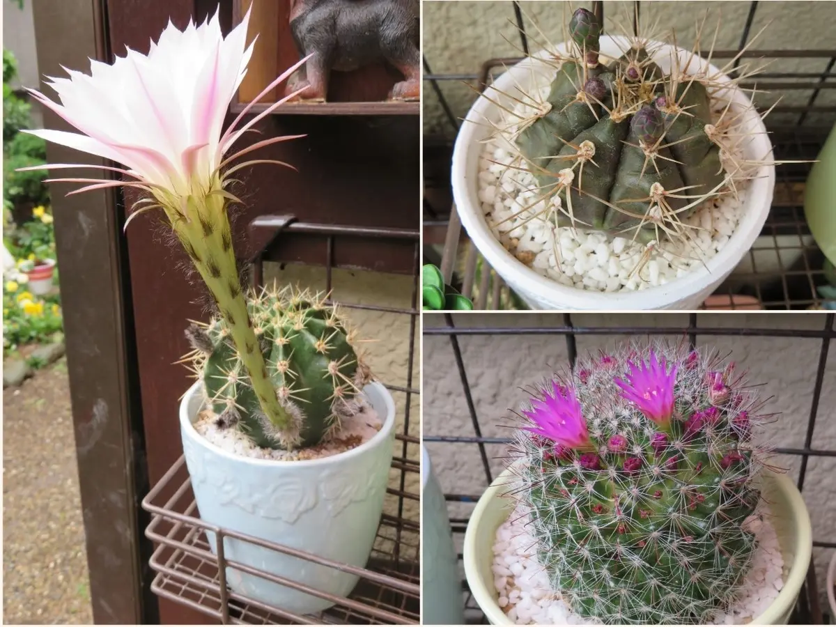 🌵これまで花咲いたサボテン達🌵｜園芸日記byロッキー｜みんなの趣味の