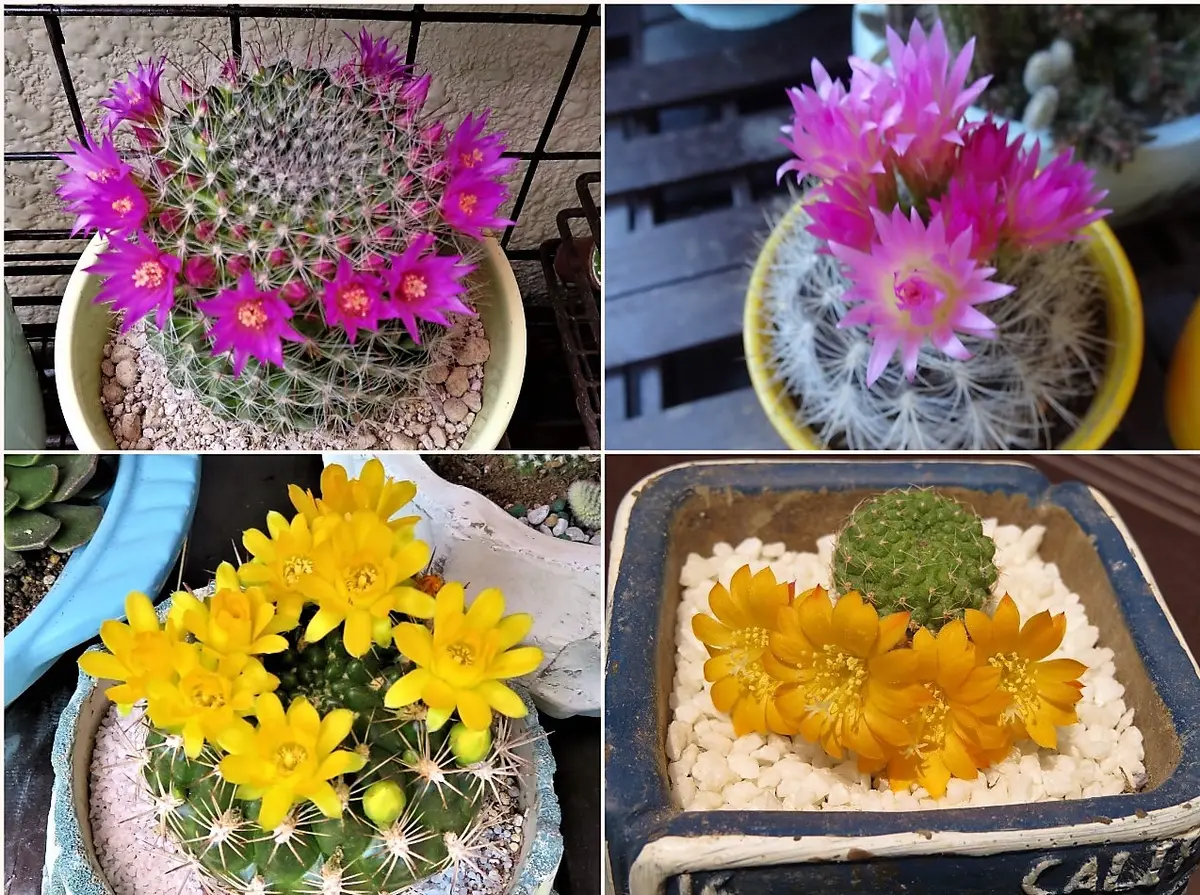 🌵これまで花咲いたサボテン達🌵｜園芸日記byロッキー｜みんなの