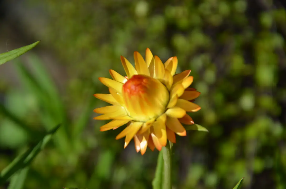 帝王貝細工、ヘリクリサム、ムギワラギク（麦藁【わら】菊）｜園芸日記 
