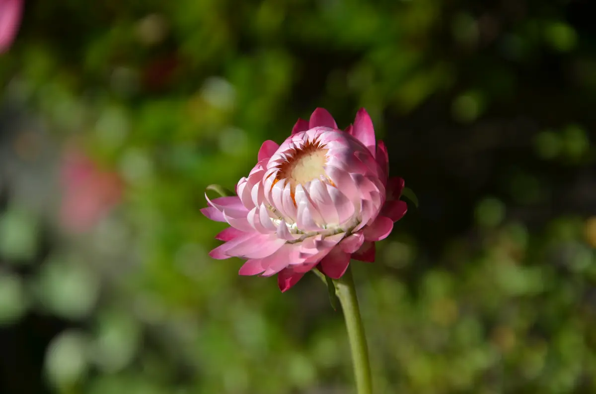 帝王貝細工、ヘリクリサム、ムギワラギク（麦藁【わら】菊）｜園芸日記 