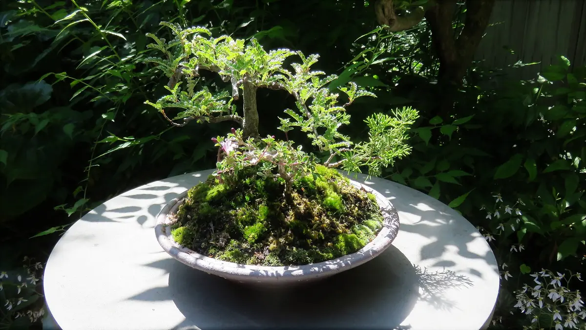 磯山椒の寄せ植え｜園芸日記byshinji70｜みんなの趣味の園芸｜472599