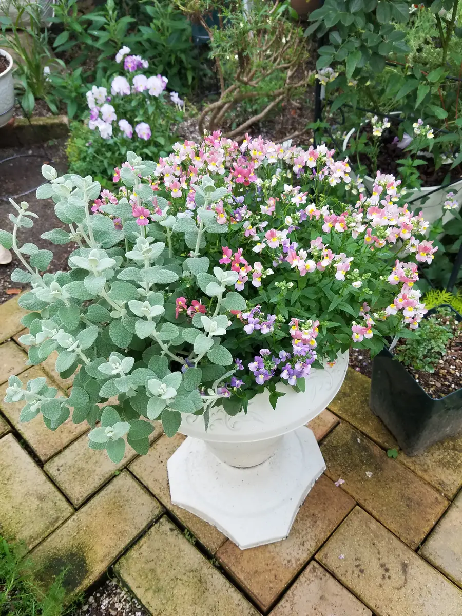 頑張る寄せ植えのネメシア｜園芸日記bynorinoriすいか｜みんなの趣味の