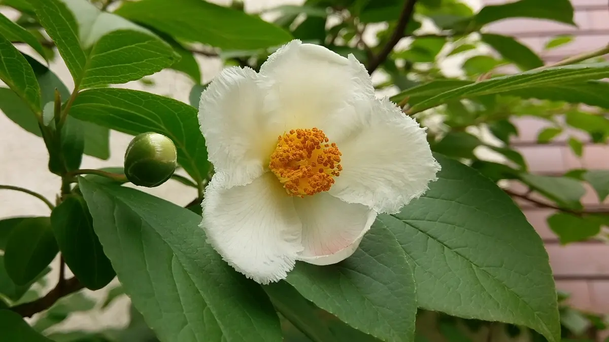 夏椿(沙羅)｜園芸日記byhetayoko｜みんなの趣味の園芸｜473236