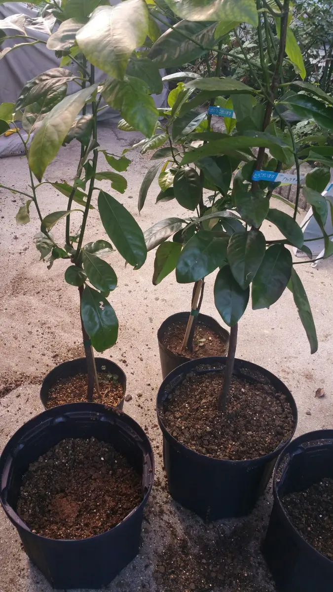 ブラックサポテの植替え｜園芸日記byまきパパ｜みんなの趣味の