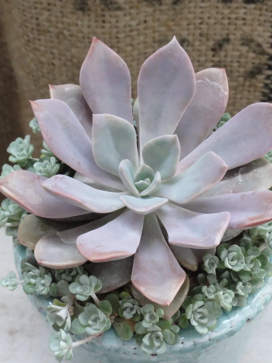 黒法師の寄せ植え｜園芸日記byおみや｜みんなの趣味の園芸｜475579