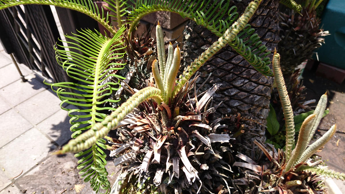 蘇鉄(ソテツ)の盆栽｜園芸日記by木漏れ日｜みんなの趣味の園芸｜475730