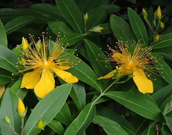 ドウダンツツジ 白花 2本セット 812 アブラツツジ - 「中越植物園