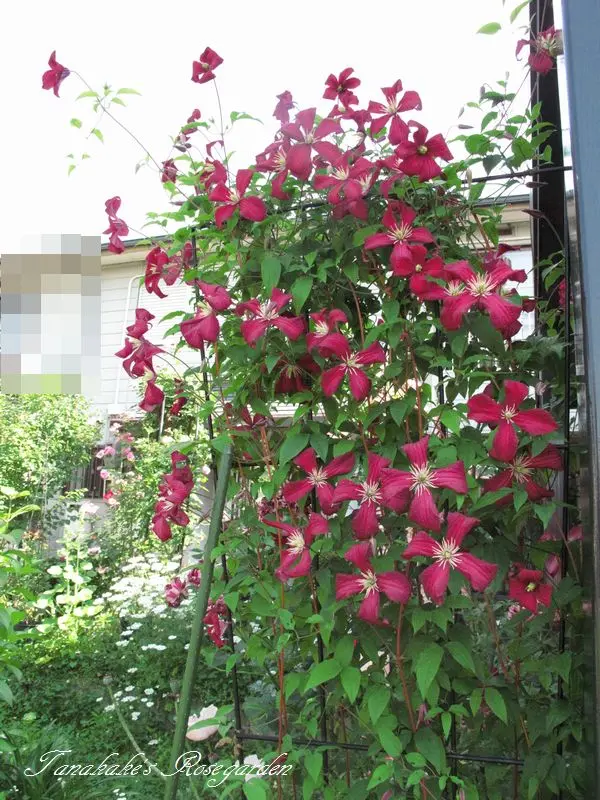 エリオステモン　挿し木苗 エリオステモン挿し木苗