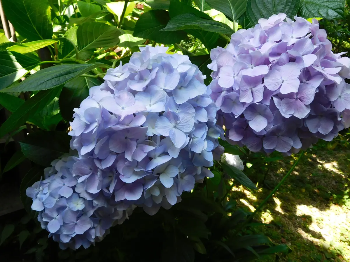 モールフラワー〉紫陽花×カンパニュラ(青) ドライ】カンパニュラ(紫