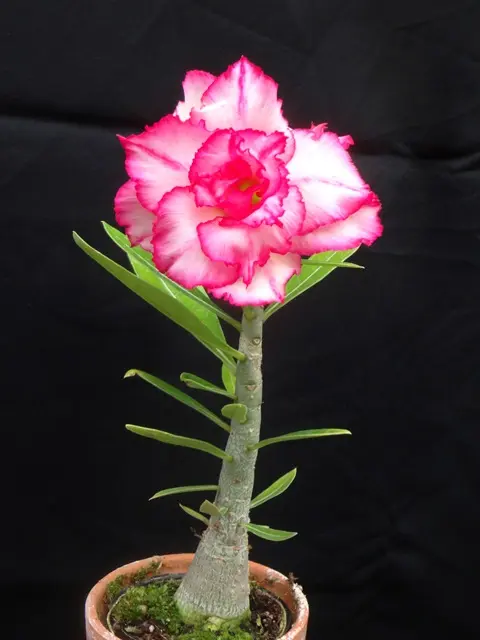 【貴重】【実生株】アデニウム・ソコトラナム　砂漠の薔薇 貴重】【実生株】アデニウム・ソコトラナム 砂漠の薔薇 実生8年目