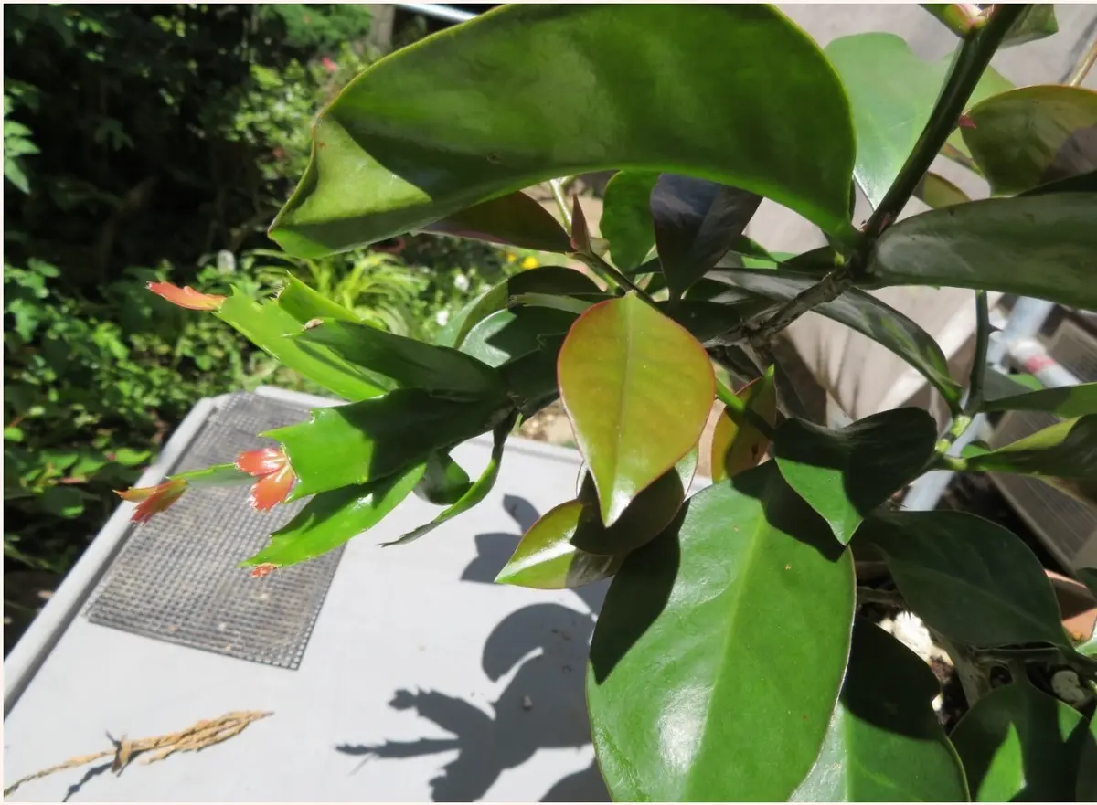 シャコバサボテンと杢キリンが合体｜園芸日記byロッキー｜みんなの趣味