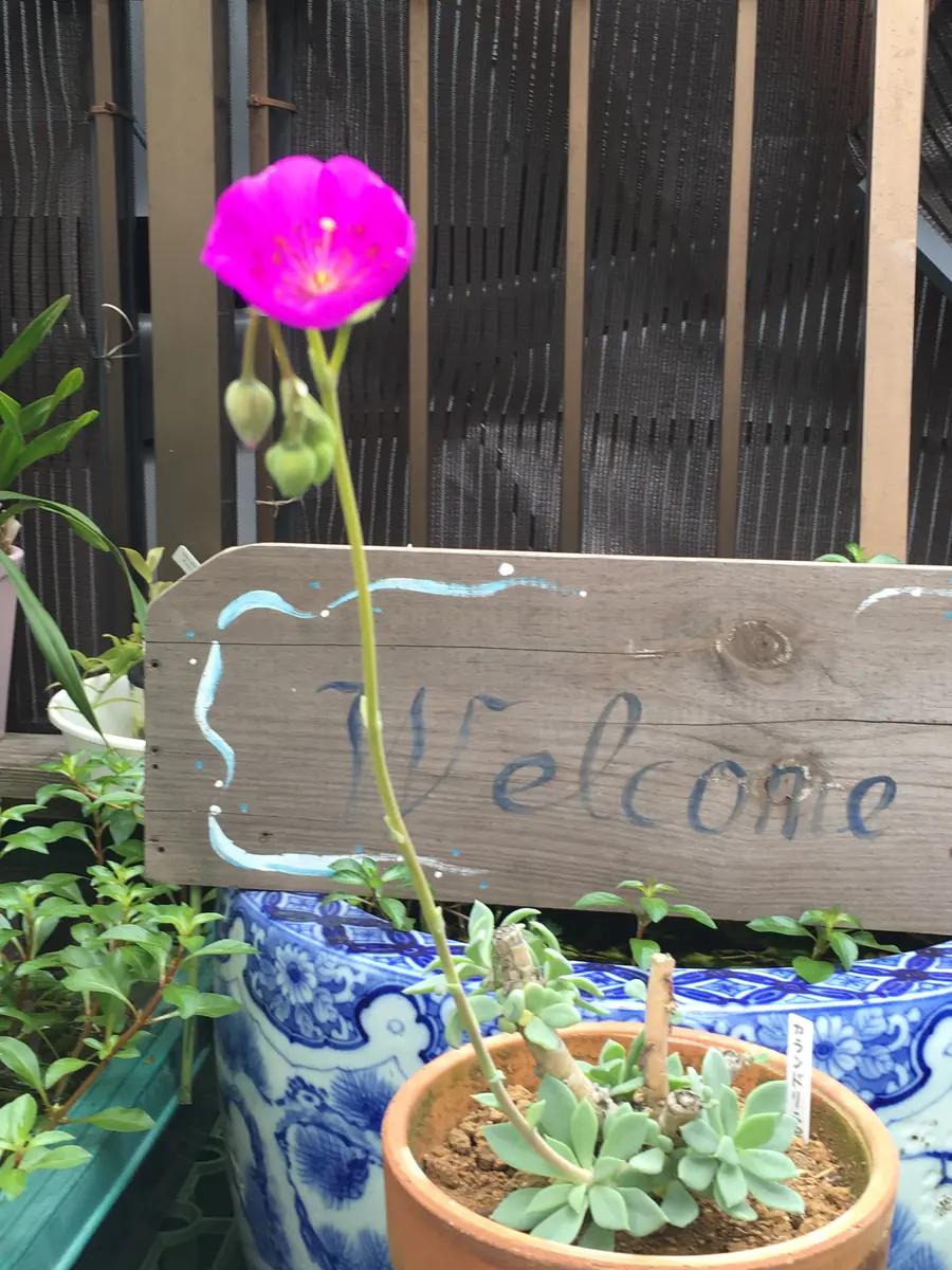 カランドリニア、咲きました！｜園芸日記bymilmil｜みんなの趣味の園芸