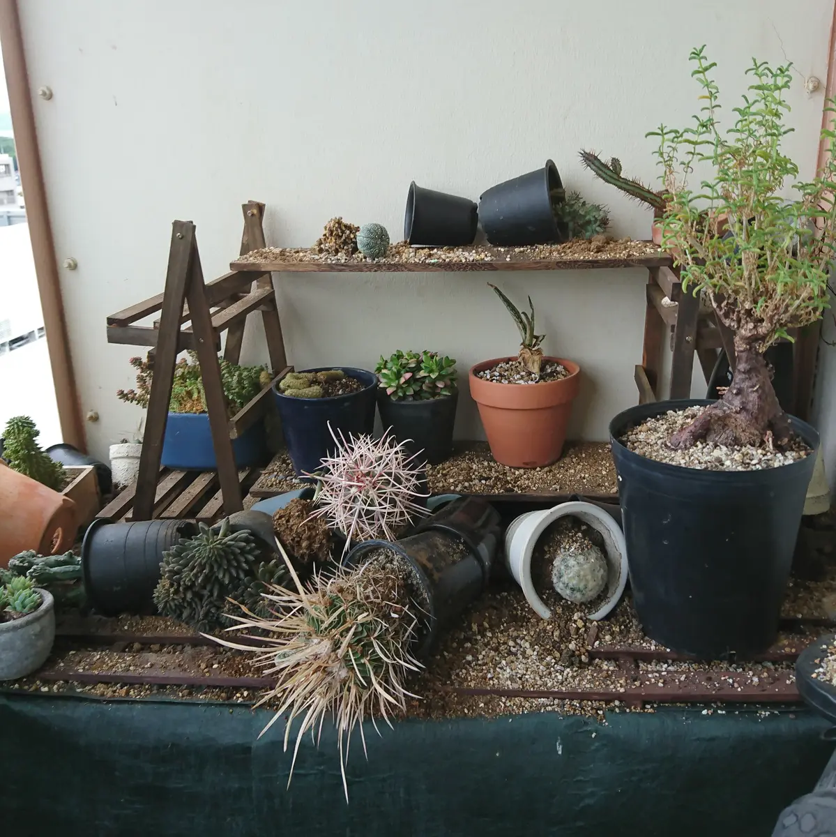 多肉植物アメジスチヌムカット苗1個
