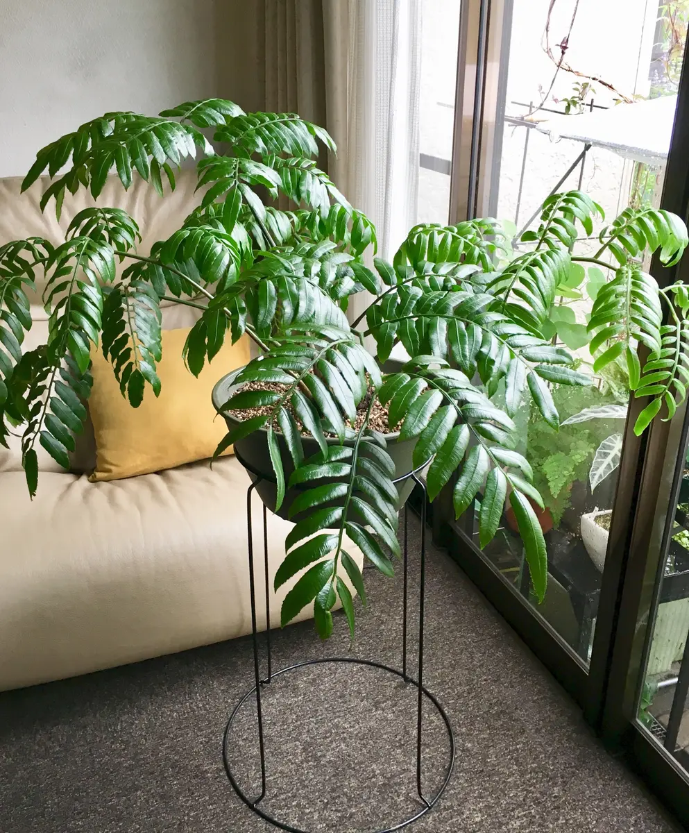 楽天市場】【現品発送】リュウビンタイ 8号鉢植え A702 : 千草園芸