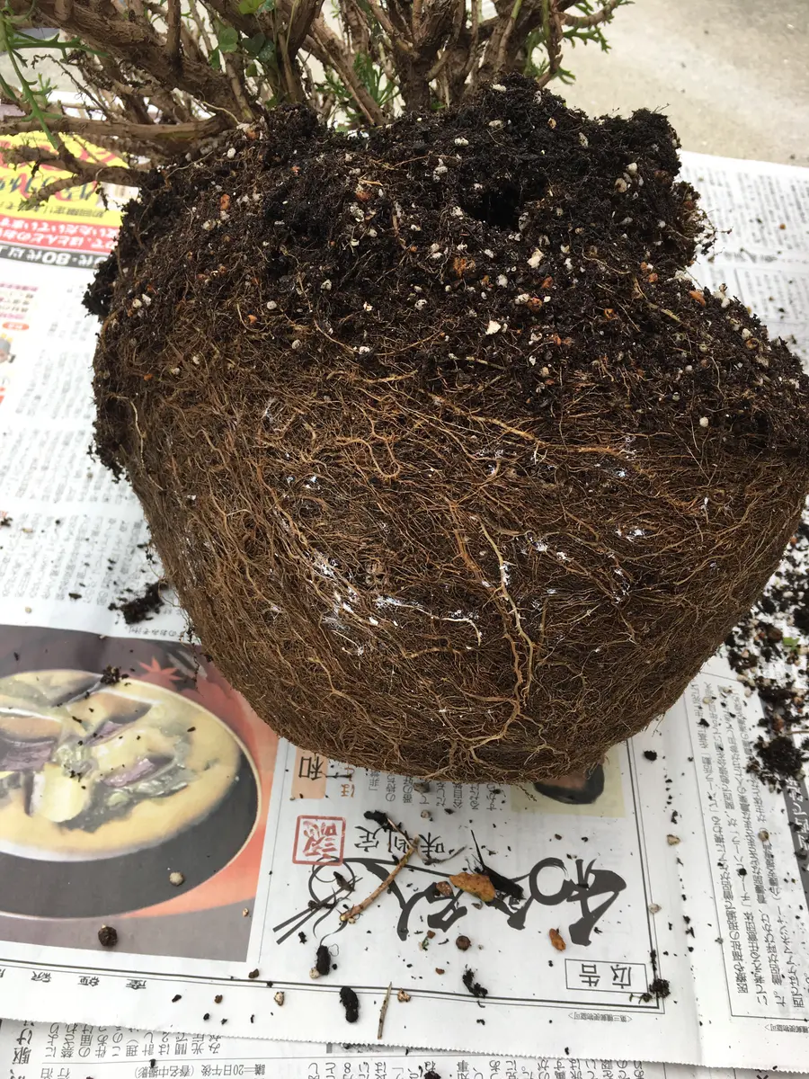 やはりすごい根っこでした｜園芸日記byラズベリー(^^)｜みんなの趣味の