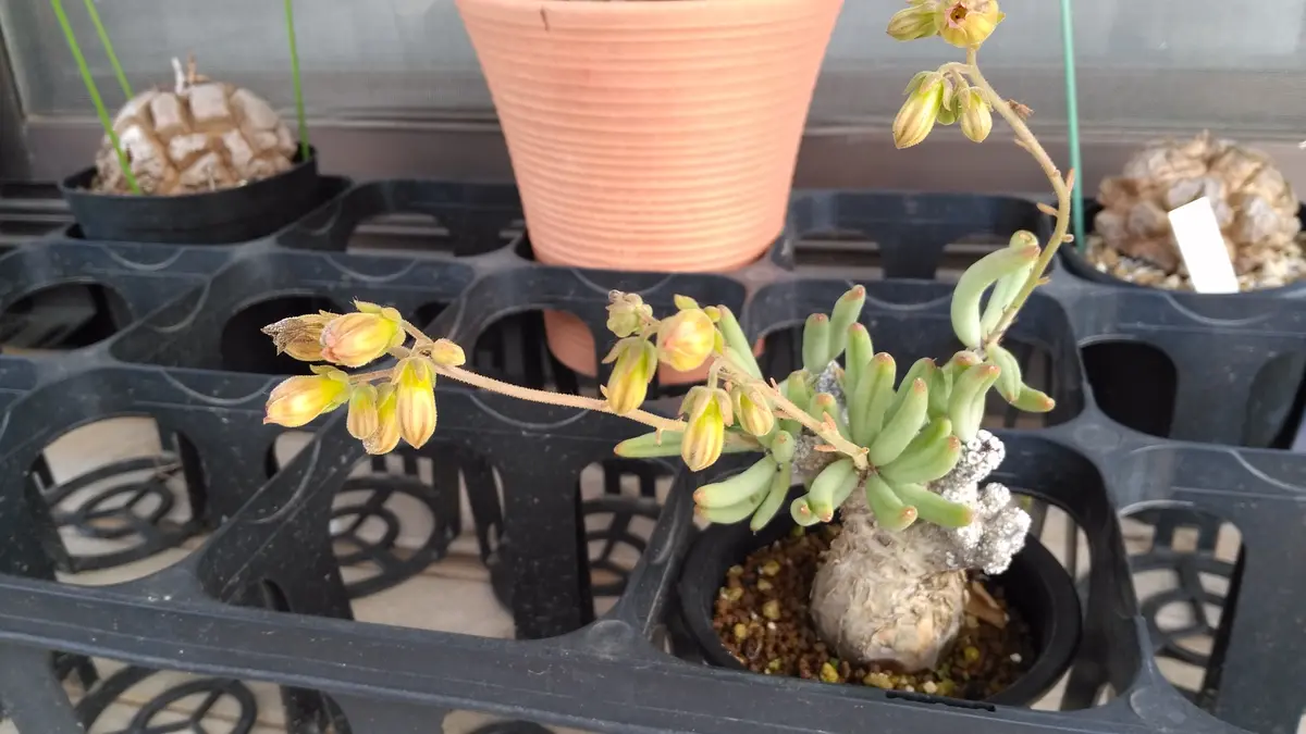 チレコドン・ペアルソニー、開花｜園芸日記by芋焼酎｜みんなの趣味の