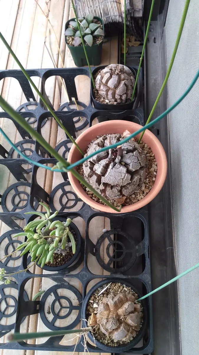 チレコドン・ペアルソニー、開花｜園芸日記by芋焼酎｜みんなの趣味の