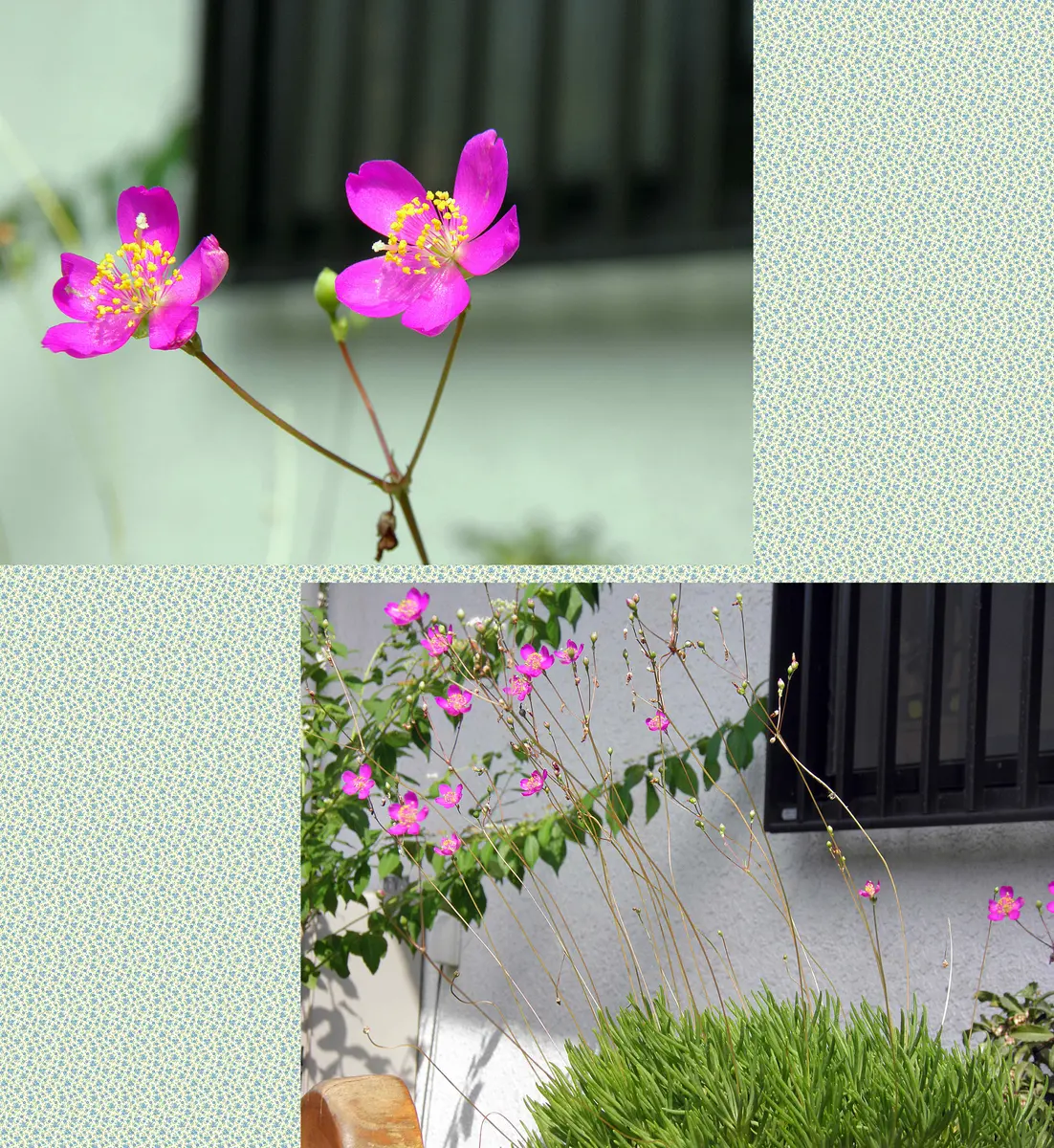 三 時 草