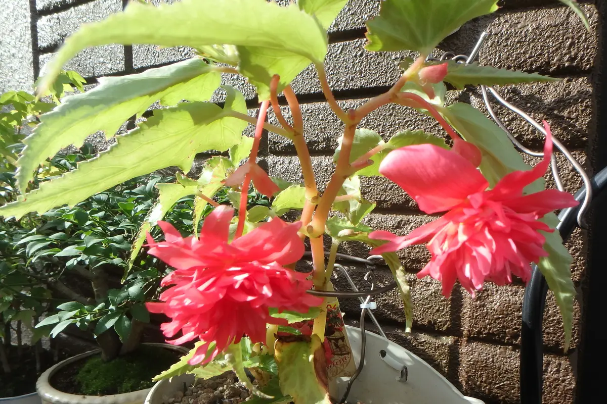 富貴蘭　赤煉瓦(現品限り) 楽天市場】【富貴蘭】お得な2種セット : ヨネヤマ 聞香庵 楽天