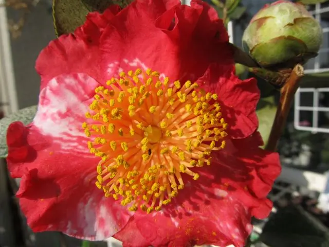 肥後椿、王冠、盆栽11 【公式通販】