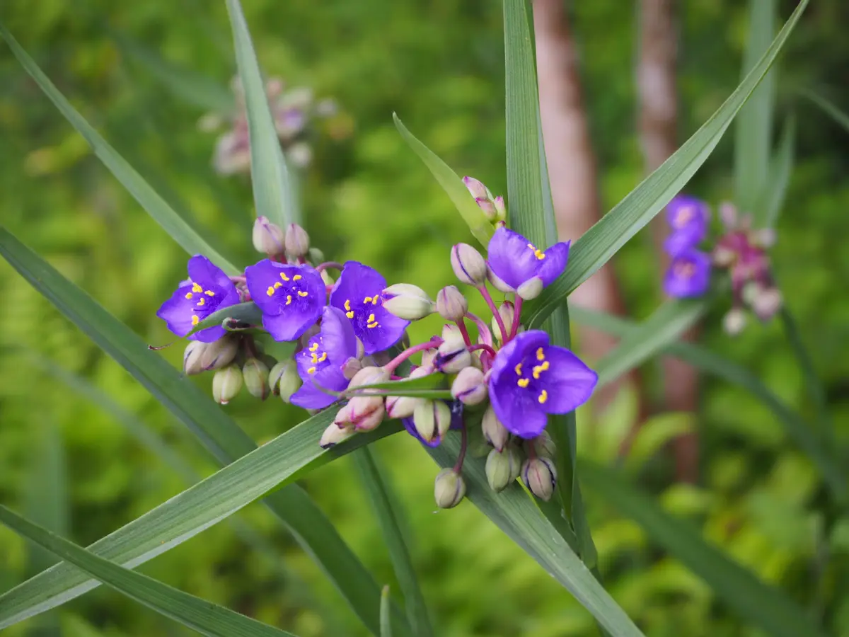 ムラサキの花｜園芸日記byえなばーば｜みんなの趣味の園芸｜487099