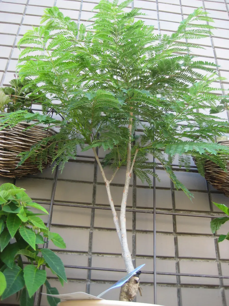 ジャカランダが・・・｜園芸日記byキョンシー｜みんなの趣味の園芸｜487691