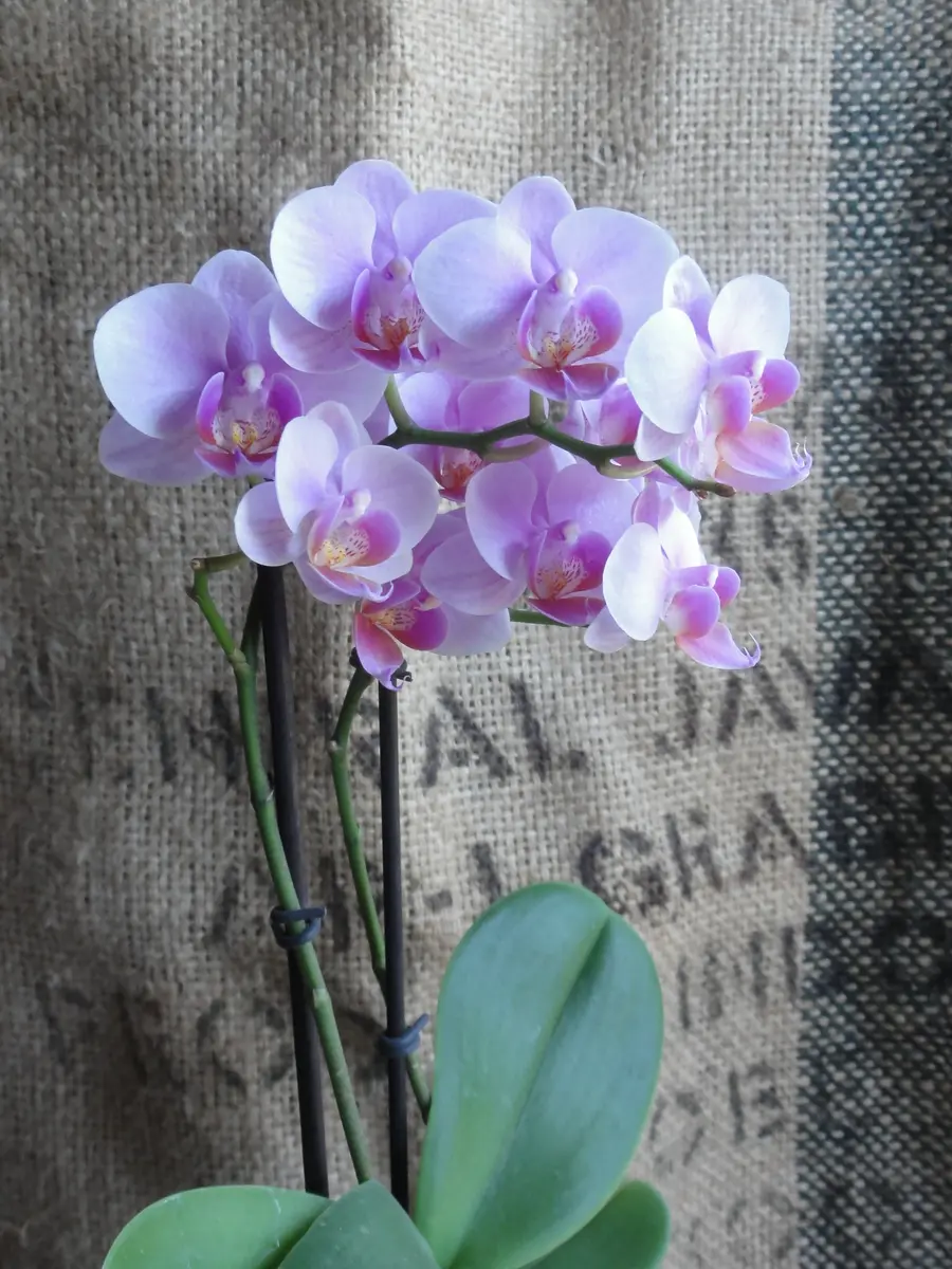 Phal.Cocoroミディ胡蝶蘭|園芸日記byおみや|みんなの趣味の Phal.Cocoroミディ胡蝶蘭|園芸日記byおみや|みんなの趣味の