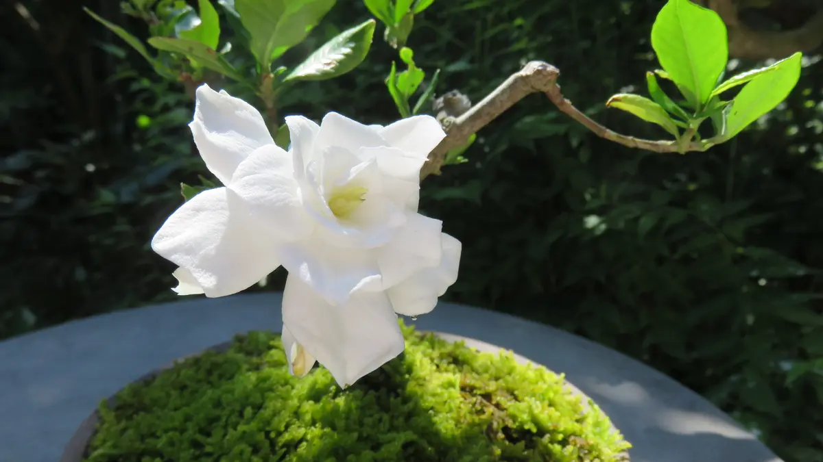 盆栽 クチナシ　根本極太約5cm　花目3個 盆栽 クチナシ 根本極太約5cm 花目3個（クチナシの植え替え とか