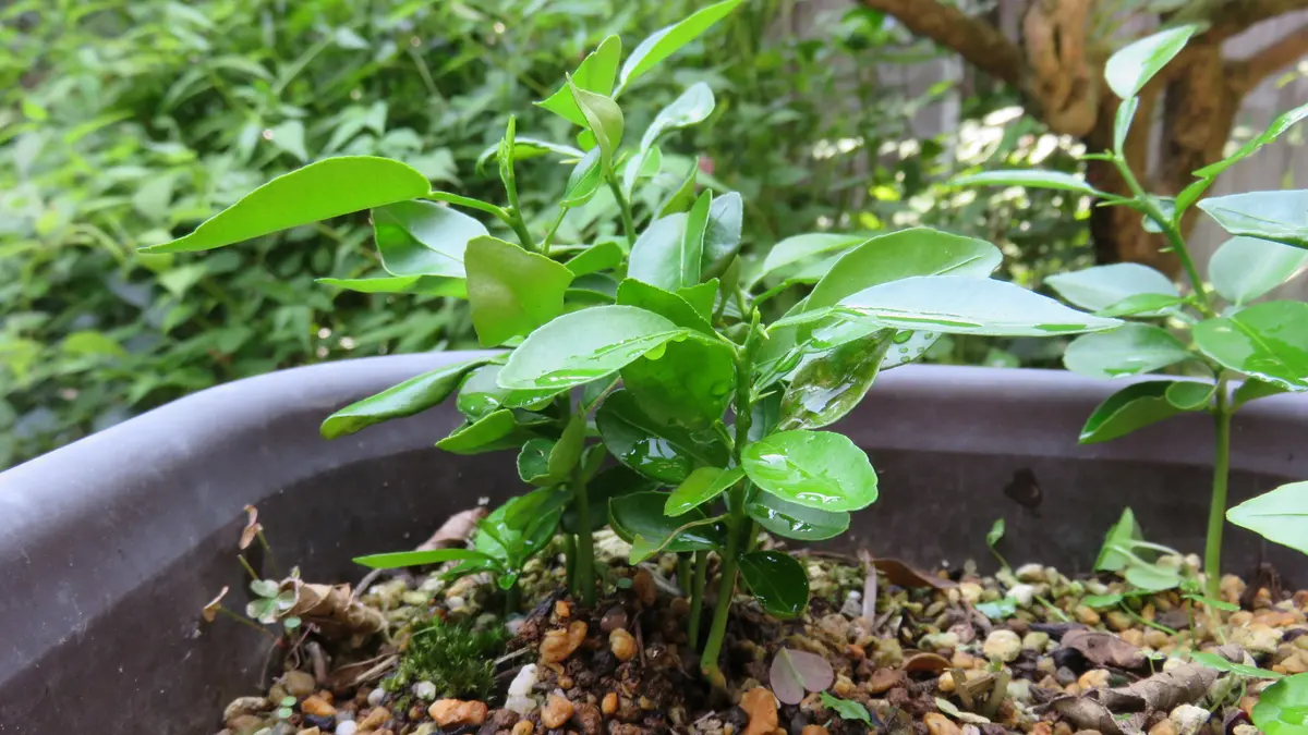 実生カボスの苗｜園芸日記byshinji70｜みんなの趣味の園芸｜491118