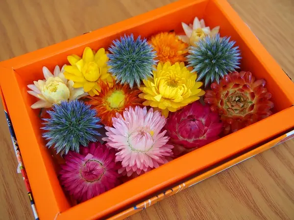 マ】＆【テリャ】:貝で作る花