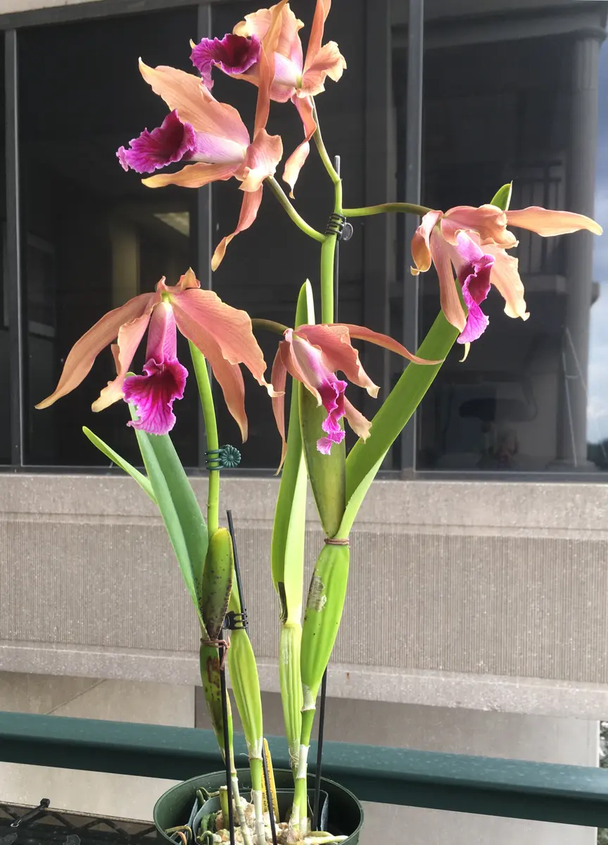 カトレア テネブロッサ 'サッポロ'