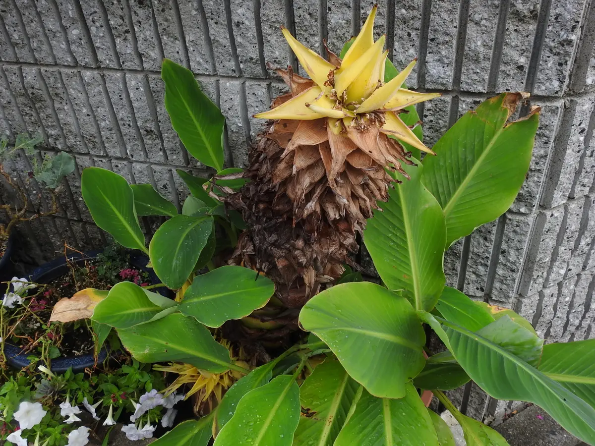 チュウキンレン　バナナの木（黄色い花付き） チュウキンレン バナナの木（黄色い花付き）