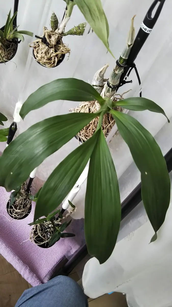 訳あり タケノコ蘭 Cyclodes Jumbo Freedom タケノコ蘭 - YouTube