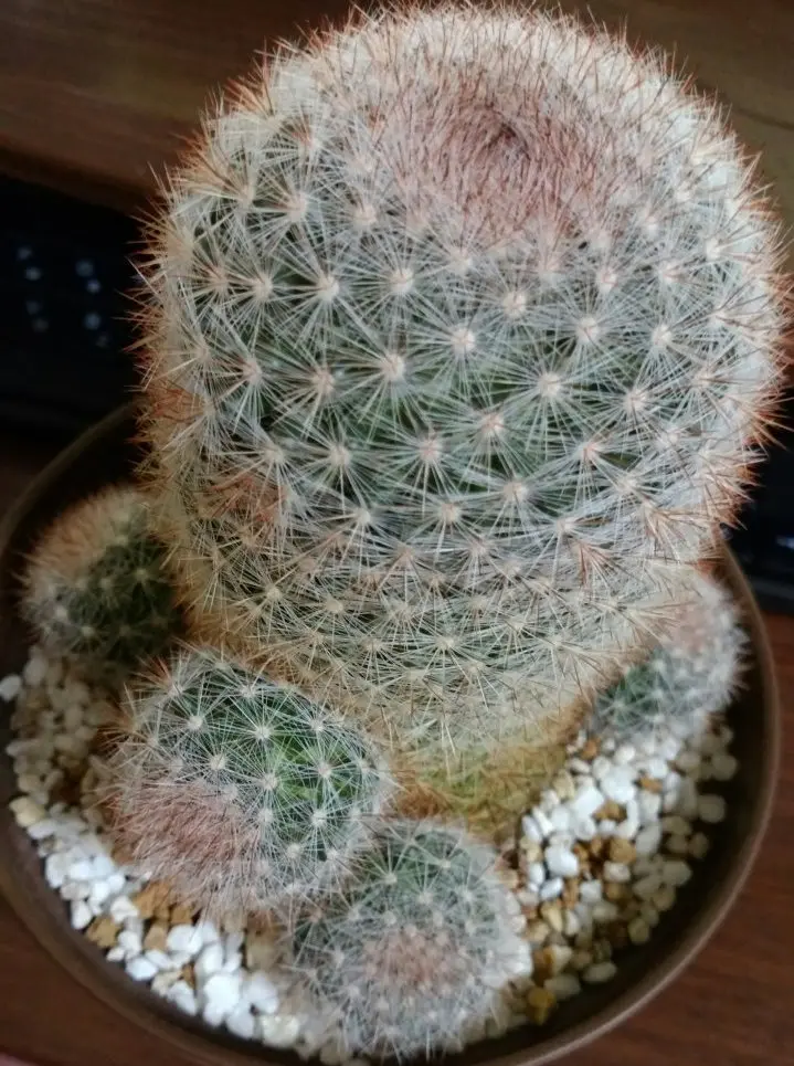 サボテン 白蛇丸 Mammillaria karwinskiana - 植物日誌