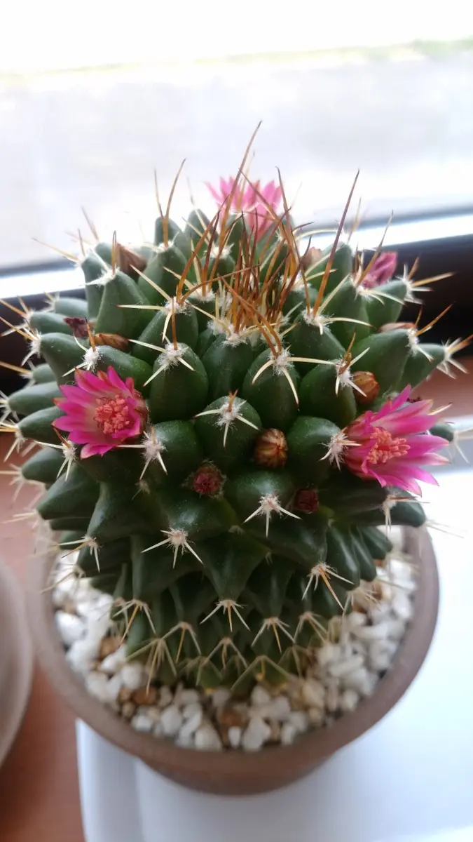 マミラリア属：金剛丸｜園芸日記byわっは｜みんなの趣味の園芸｜492094