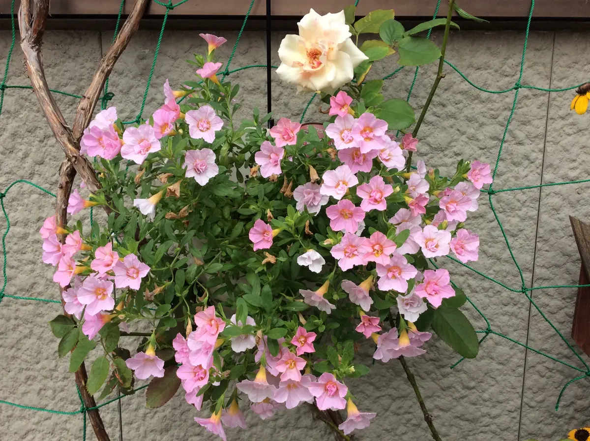 ピンクの花達💕｜園芸日記byつゆ草｜みんなの趣味の園芸｜492560