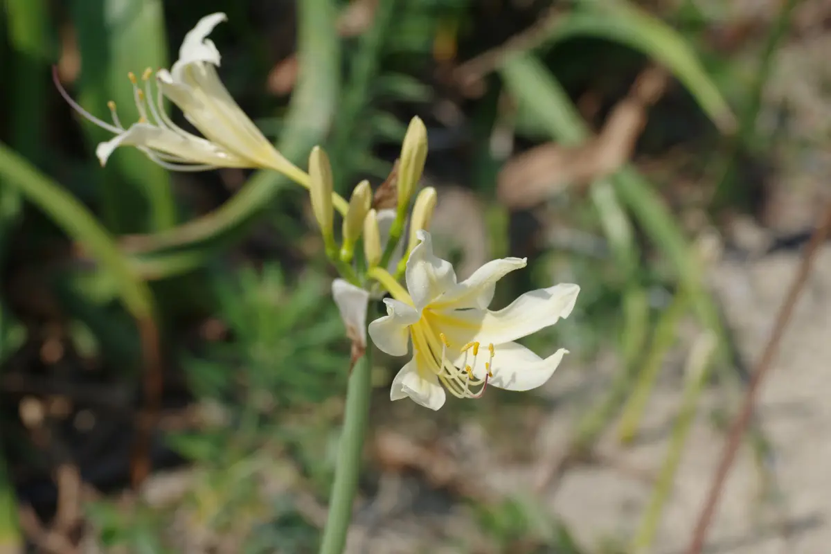 超珍 リコリス ロンギチューバ 白花 中国産 Lycoris longituba
