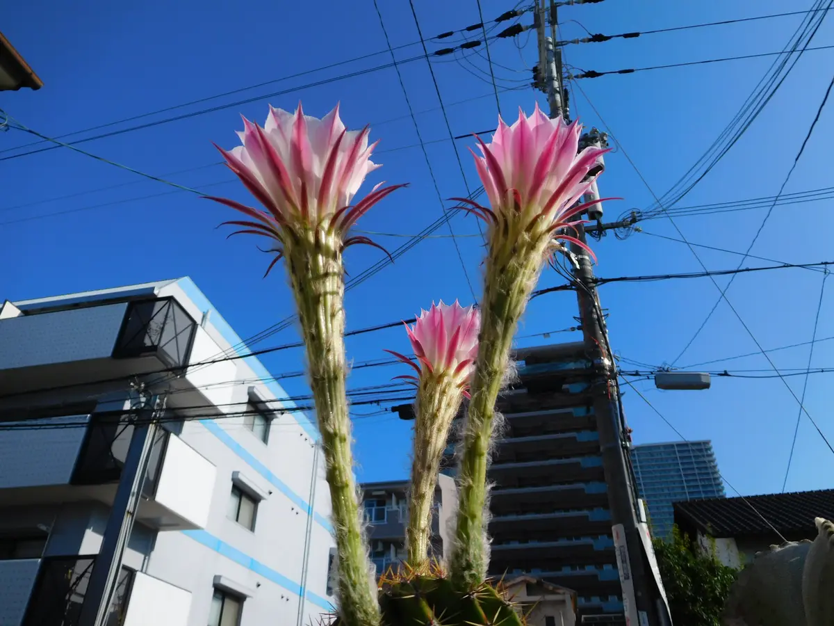 花サボテン (長盛丸) ご確認用ページ （サボテン長盛丸の花 | フリー 