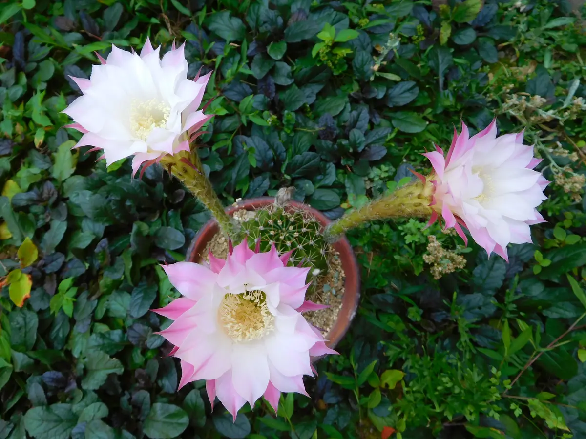 bellavita.品他の方❌です！ 花サボテン、長盛丸、花盛丸、短毛丸 花の詩ずかん サボテン 花盛丸